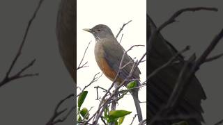 ♥️ Rufous bellied thrush ♥️ [upl. by Kennett]