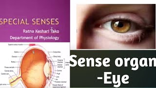 Special Senses Eye sense organ by GMC Lecturer Ratna Kesari Tako [upl. by Ahsakal]