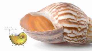 The Mathematics of Sea Shells [upl. by Tareyn]