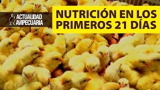 La nutrición en los 21 primeros días del pollo [upl. by Phio903]