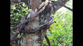 Discovery cove birds [upl. by Hsiwhem722]