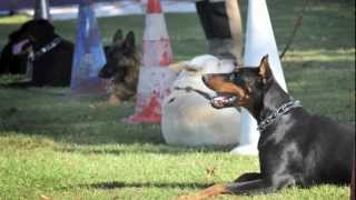 Présentation de léducation canine au sein du CEC Epône 78 [upl. by Lulita]