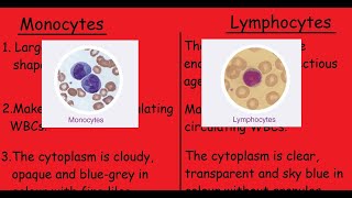 Monocytes Vs Lymphocytes 3 Min Quick differences amp Explanation [upl. by Nosredna]