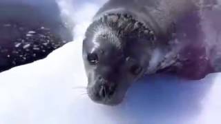 Funny Seal Subtitle [upl. by Lukin]