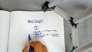 BASAL GANGLIA physiology with most important points ch 57 guyton part 1 [upl. by Shornick]