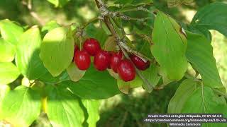 Cornelian Cherry Cornus Mas Plant Profile [upl. by Ecirrehs]