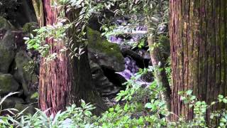 Nature scenes in Japan  summer flowers and ferns [upl. by Dloreh]