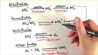 Nitrogen Cycle Nitrogen Fixation Nitrification Assimilation Ammonification and Denitrification [upl. by Erikson79]