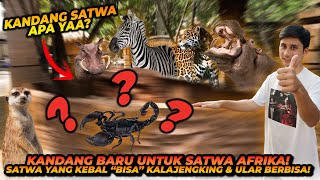 PEMBANGUNAN KANDANG BARU UNTUK SATWA BARU DARI AFRIKA SATWA INI KEBAL DARI BISA ULAR amp KALAJENGKING [upl. by Okiek335]