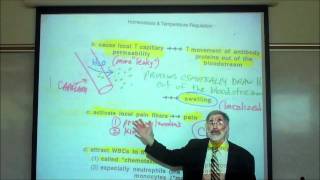 INFLAMMATION FEVER amp ANTIPYRETICS by Professor Fink [upl. by Coppinger968]