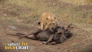 Migration madness  Lions kill 4 Wildebeest [upl. by Russom]