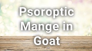 Psoroptic Mange in Goat  Treated by Dr Hafiz Nouman zaheer [upl. by Htaek]