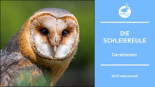 Vogelstimmen Die Schleiereule  Barn owl  Tyto alba 4k [upl. by Htidra]