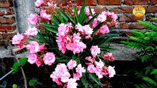 oleander a great summer bloomer how to grow in pot [upl. by Cissiee433]