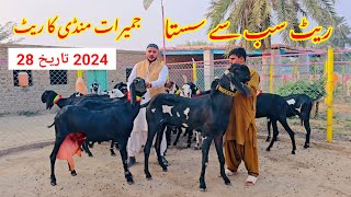 Betal bakri 45000 mein 28 2024  6 kilo Dudhwali bakriyan acchi nasl ki goat video [upl. by Bolan]