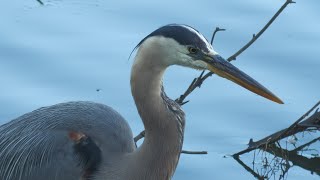 Herons Have a Secret Weapon for Catching Fish [upl. by Notyrb]