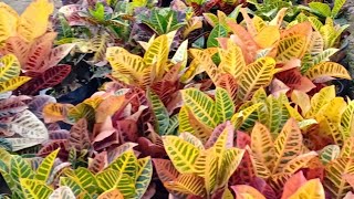 How to take care of Garden Crotons  Indoor and outdoor [upl. by Myke]