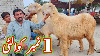 badoo bhai ki pure belli mundri bherin at bismillah goat farm dera ghazi khan sheep business [upl. by Ydnis]