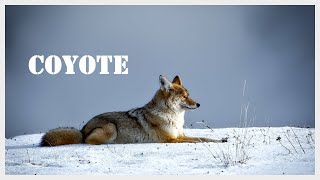 Coyote sounds at night Coyote call in North Carolina [upl. by Dinerman]