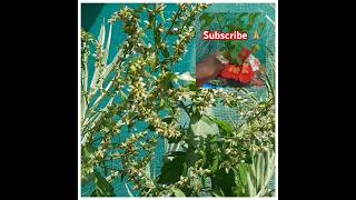 Tulsiji medicine plants houseplants plantsNature Wealth [upl. by Snodgrass131]