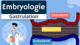 Embryologie  Gastrulation und Keimblätter einfach erklärt [upl. by Marnie929]