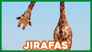 ¿Qué Hongo Con Las JIRAFAS 🦒 Datos y curiosidades [upl. by Kerrison]