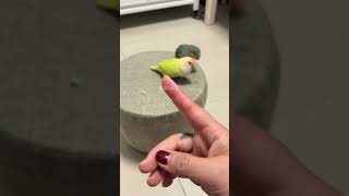 Find a companion for you two and you can bite me together Daily record of cute pets Parrots M [upl. by Geirk]