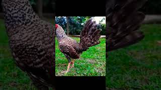 chrocodile dom music chicken rooster [upl. by Colet152]