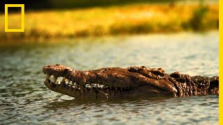 Le crocodile américain fléau de Floride [upl. by Dino]