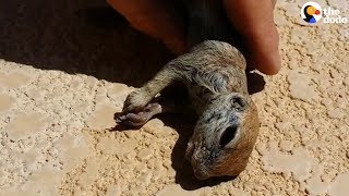 Guy Saves Prairie Dog From Pool  The Dodo [upl. by Giuditta569]