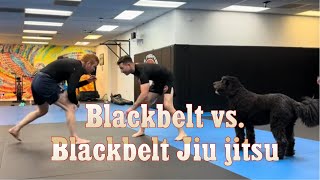 Black belt vs Black belt Combat Jiu jitsu training [upl. by Cadmarr]