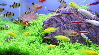 46 DAYS PLANTED AQUARIUM with Monte Carlo Plant [upl. by Chance]