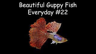 Guppy Channel  Beautiful Guppy Fish Everyday 22 [upl. by Woermer]