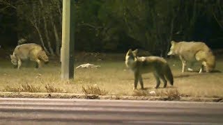 Cape Breton man fights off coyotes to save his two dogs [upl. by Anikes]