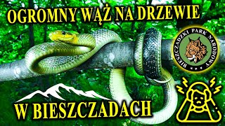 Polski quotDUSICIELquot Straszy w Bieszczadach  WĄŻ ESKULAPA  Czy Można Łapać Dzikie Zwierzęta [upl. by Anyg407]