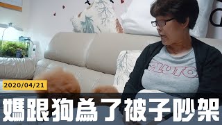 媽媽居然為了被子跟狗吵架  【星培  生活紀錄】感謝 BODYLUV 送媽媽的麻藥涼感夏被 麻藥枕頭 [upl. by Amoeji]