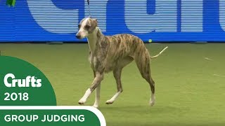 Hound Group Judging  Crufts 2018 [upl. by Crosse116]