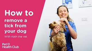 How to remove a tick from your dog  Vet guide [upl. by Nylakcaj]