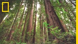 Experience the Magic of Redwood National Park  Short Film Showcase [upl. by Nomead]