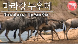 Group of gnus in the Mara River  Wildlife in Serengeti EP02 07 마라강가 누우떼 [upl. by Oirramaj]