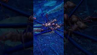 The Whip Spider spider insects arachnid animals ecuador [upl. by Thorvald]