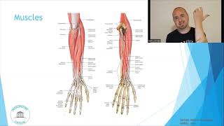 Osteopathic Considerations Wrist Extension [upl. by Nnadroj]