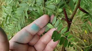 ID That Tree Honey Locust [upl. by Nahguav]