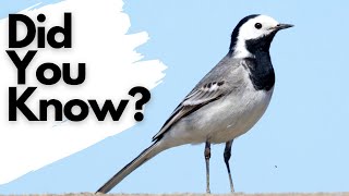 Things you need to know about the PIED WAGTAIL [upl. by Behm]