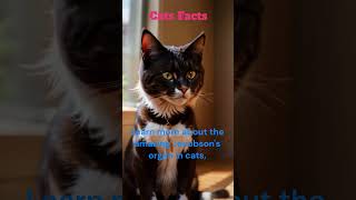 quotThe Super Sense of Cats Discover the Jacobsons Organquot 😺👃 [upl. by Olli]