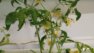 My recent indoor plant experiments hybrid hydroponic bottles Fixed Audio [upl. by Inram936]