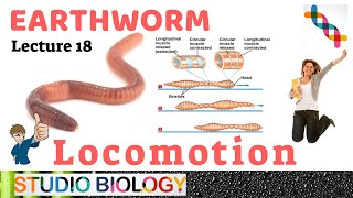 Class 11Zoology LecturesDiscuss about the mechanism of Locomotion amp its work in Earthworm218 [upl. by Lleval885]