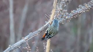 Nature video A Spotted Pardalote Pardalotus punctatus gathers nesting material for its nest [upl. by Gimble]