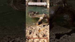 🐊Gharial Feeding😲 youtube gharial ytshorts feeding shorts [upl. by Ahset]