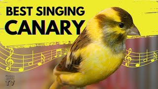 Canary Singing birds sounds at its best  Melodies Canary Bird song  Training Video [upl. by Inanaup]